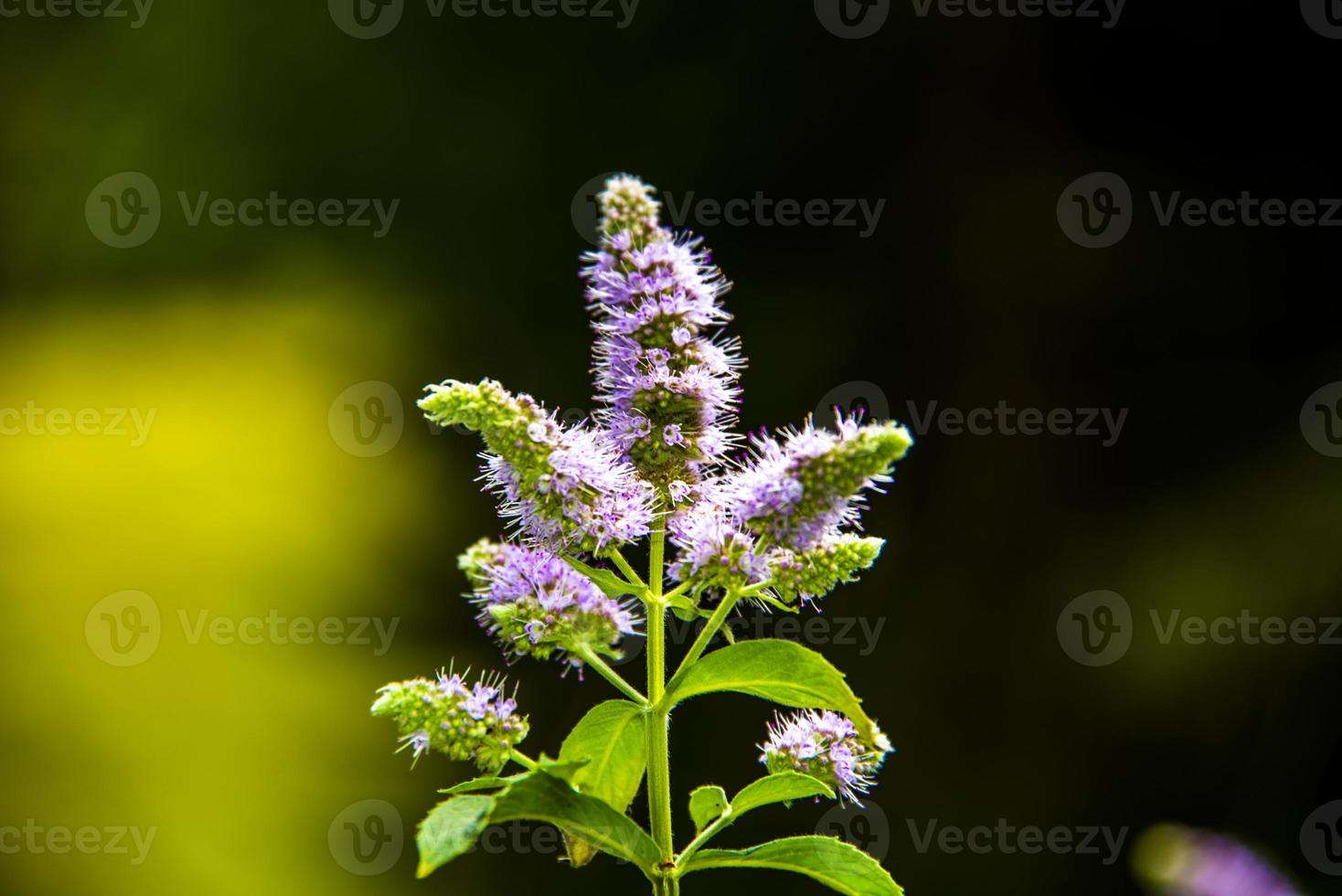 fleur de mentha longifolia photo