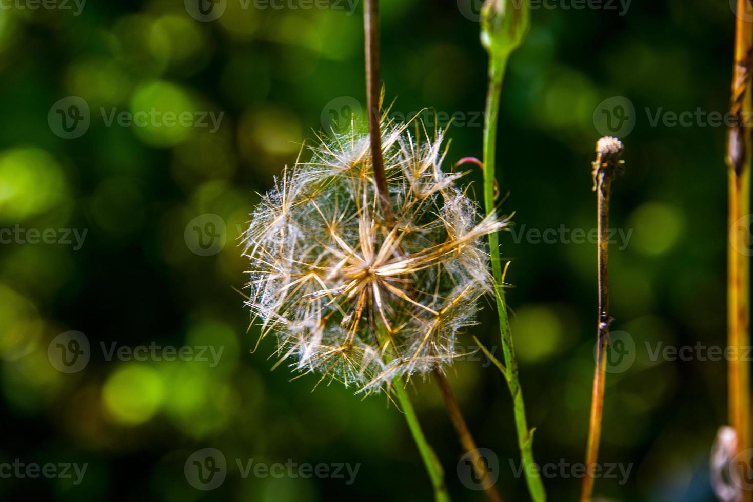 pissenlit à la fin de l'été photo