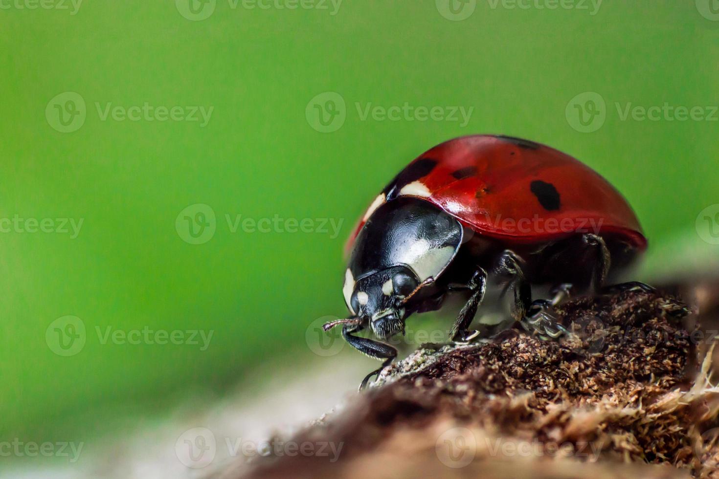 coccinelle aux yeux noirs en macro photo