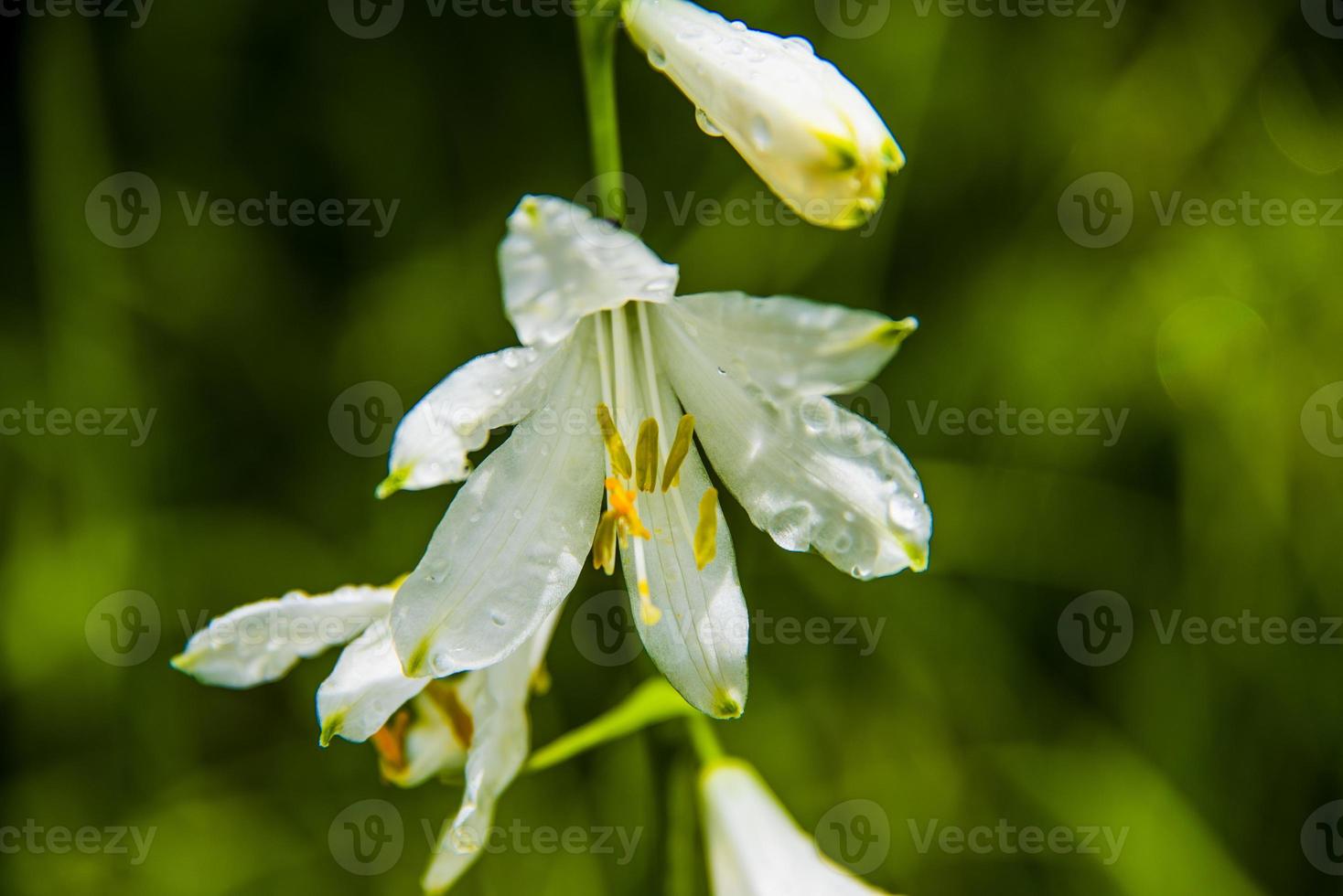 fleur de paradisea liliastrum photo