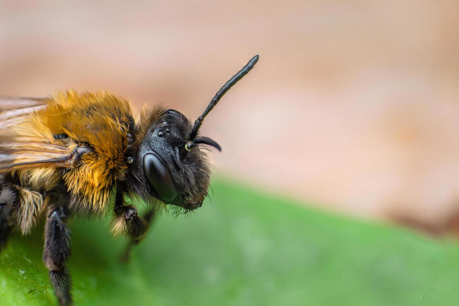 super macro d'abeille terrestre photo