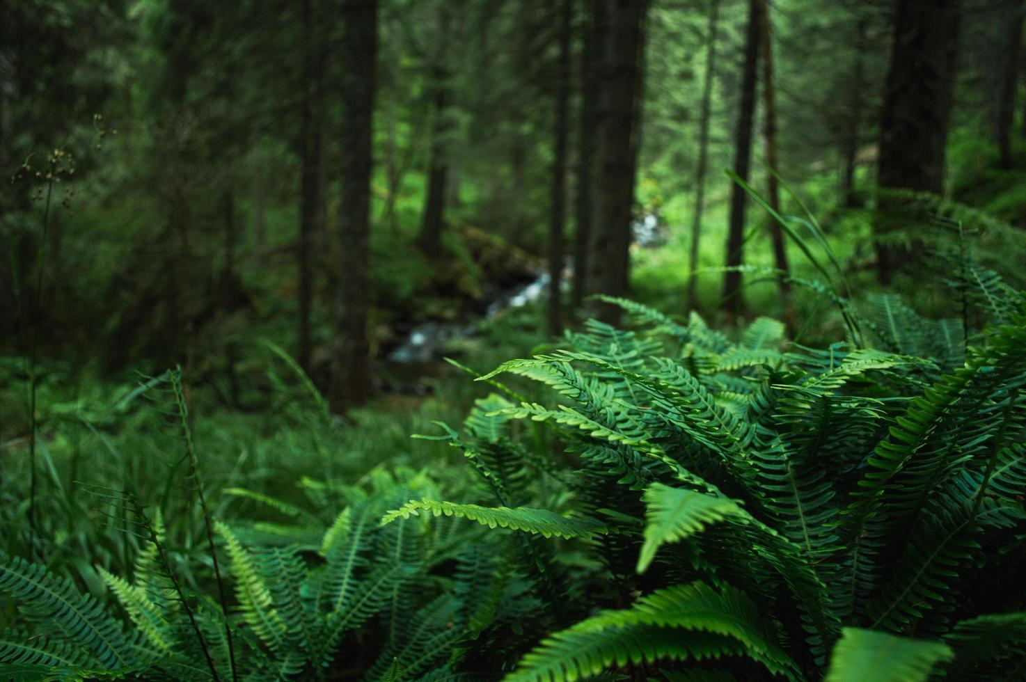 Forêt nature des Carpates sur les collines verdoyantes dans les montagnes d'été photo