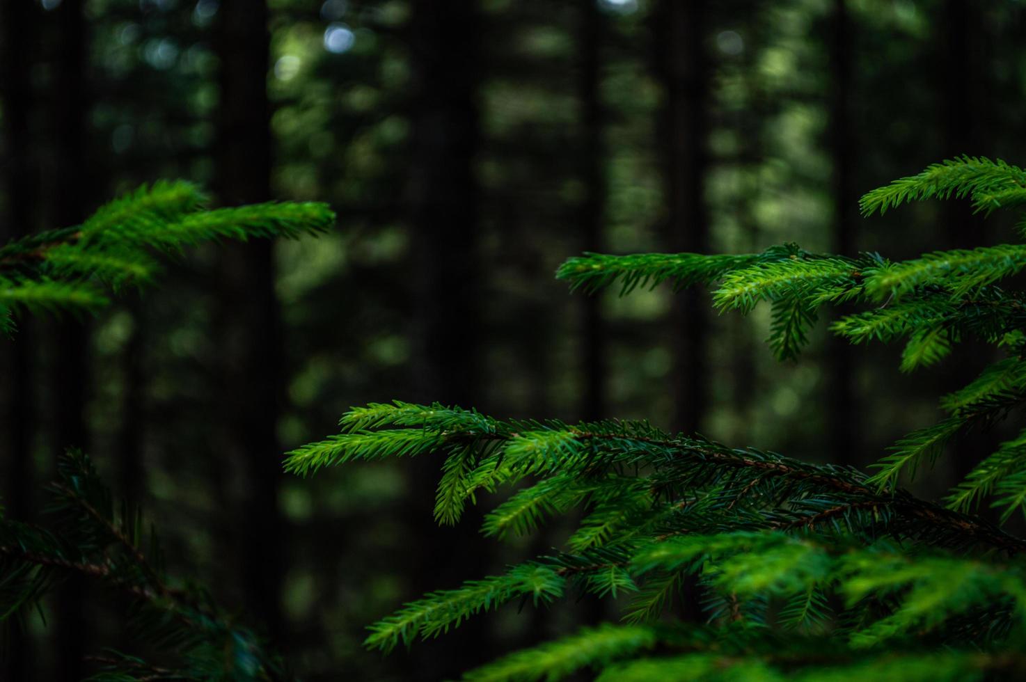 Forêt nature des Carpates sur les collines verdoyantes dans les montagnes d'été photo