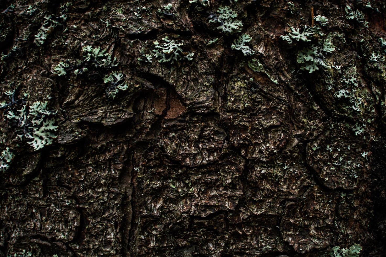 Forêt nature des Carpates sur les collines verdoyantes dans les montagnes d'été photo