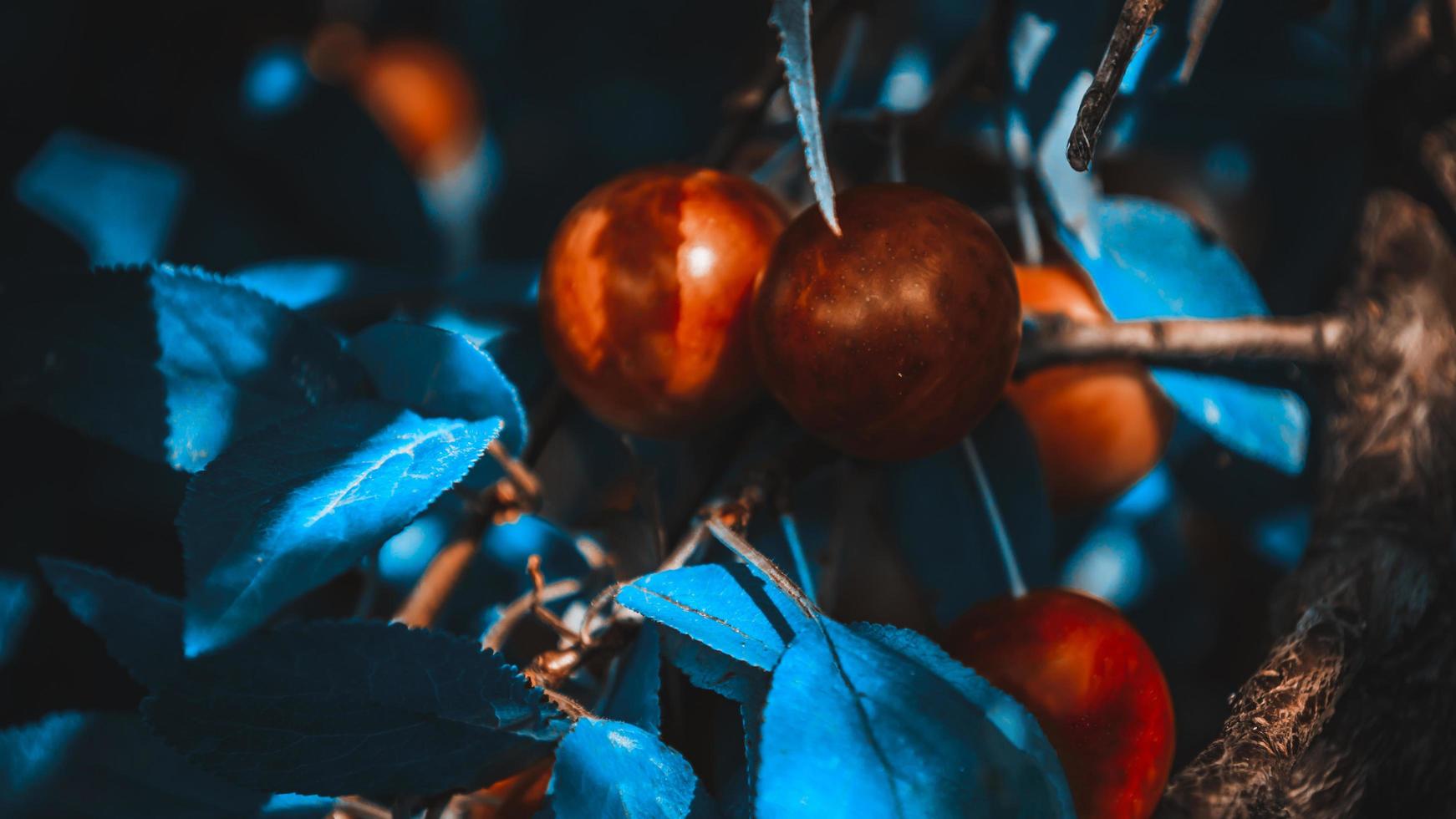 prune cerise rouge en macro avec bokeh photo