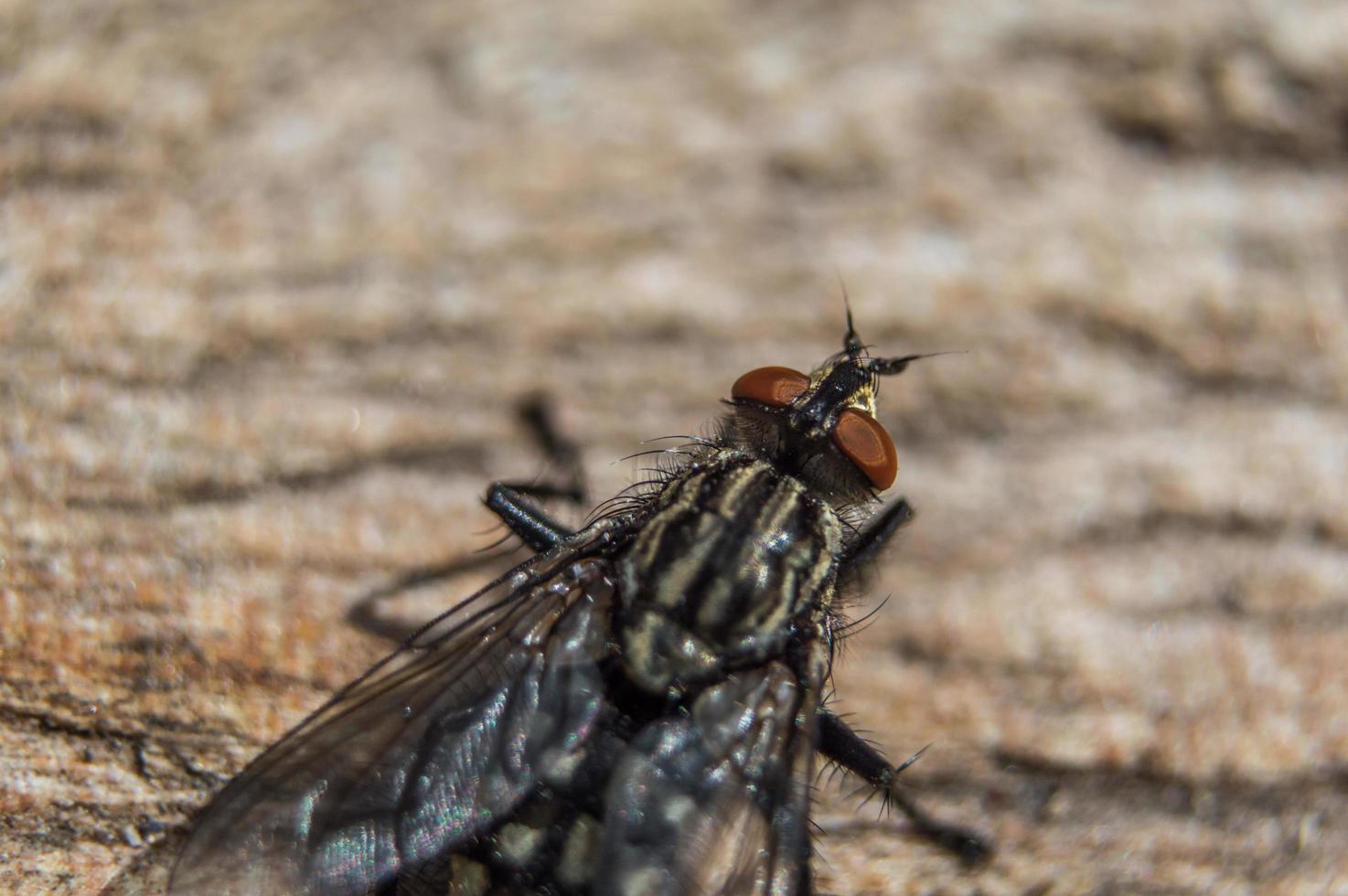 voler en macro avec de grands yeux rouges photo