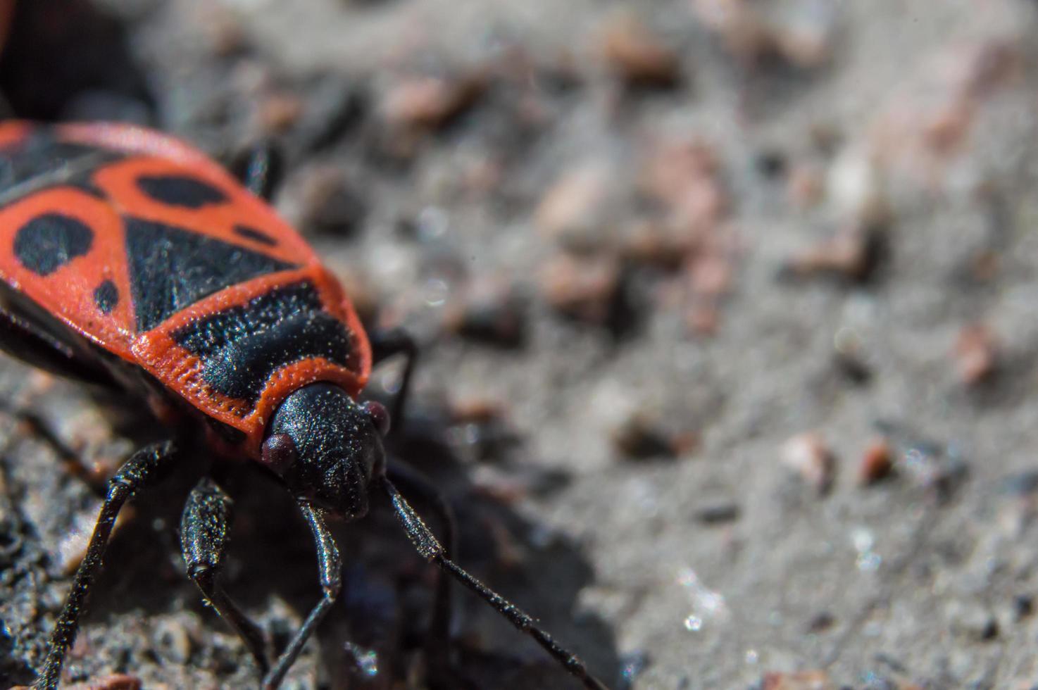 Soldat de coléoptère ou firebug en macro avec arrière-plan flou photo