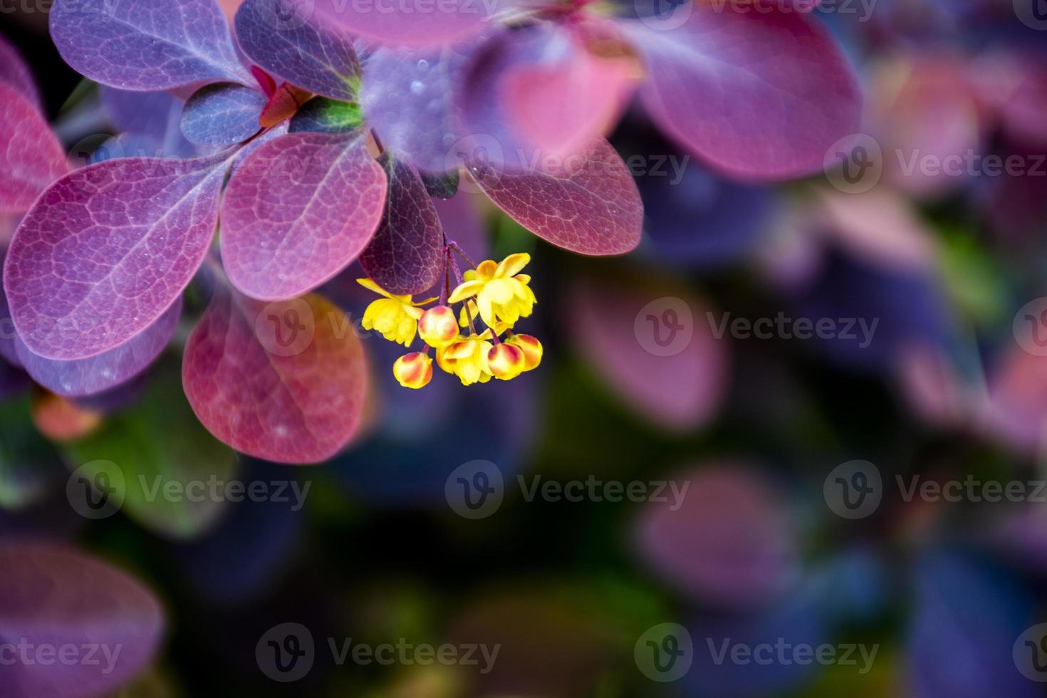 Gros plan d'un groupe d'épine-vinette jaune avec des feuilles violettes photo