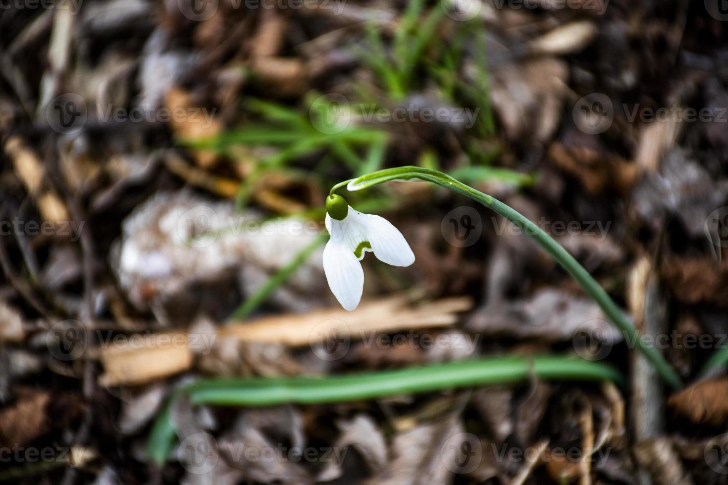 belle perce-neige blanche photo