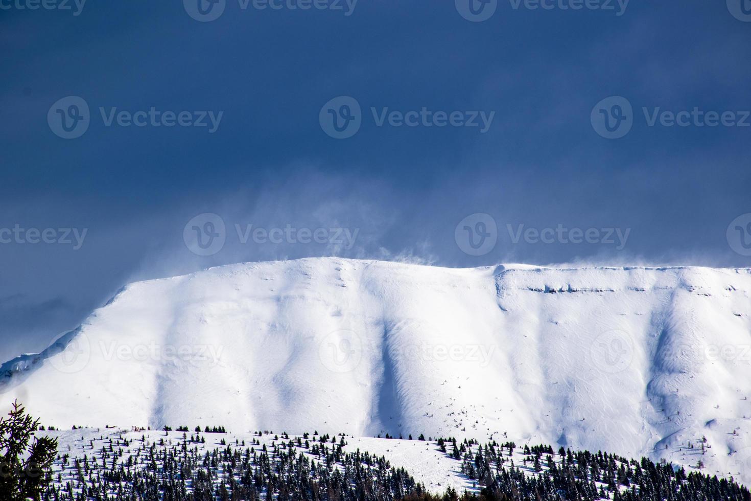 pins et neige photo