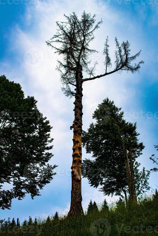Vieil arbre mort à Asiago, Italie photo