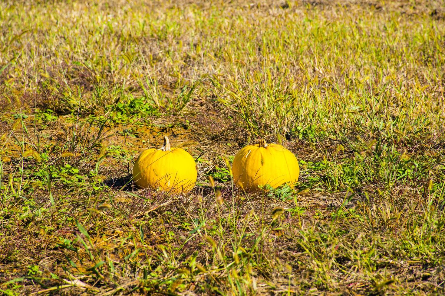 citrouilles sur le terrain photo