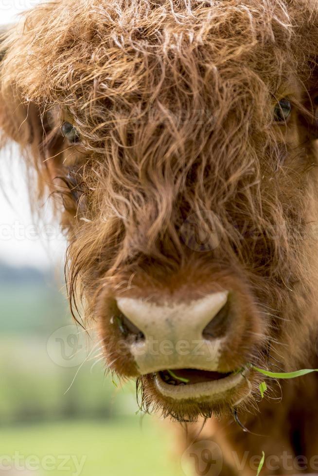 Les jeunes bovins des Highlands écossais brun sur un pâturage photo