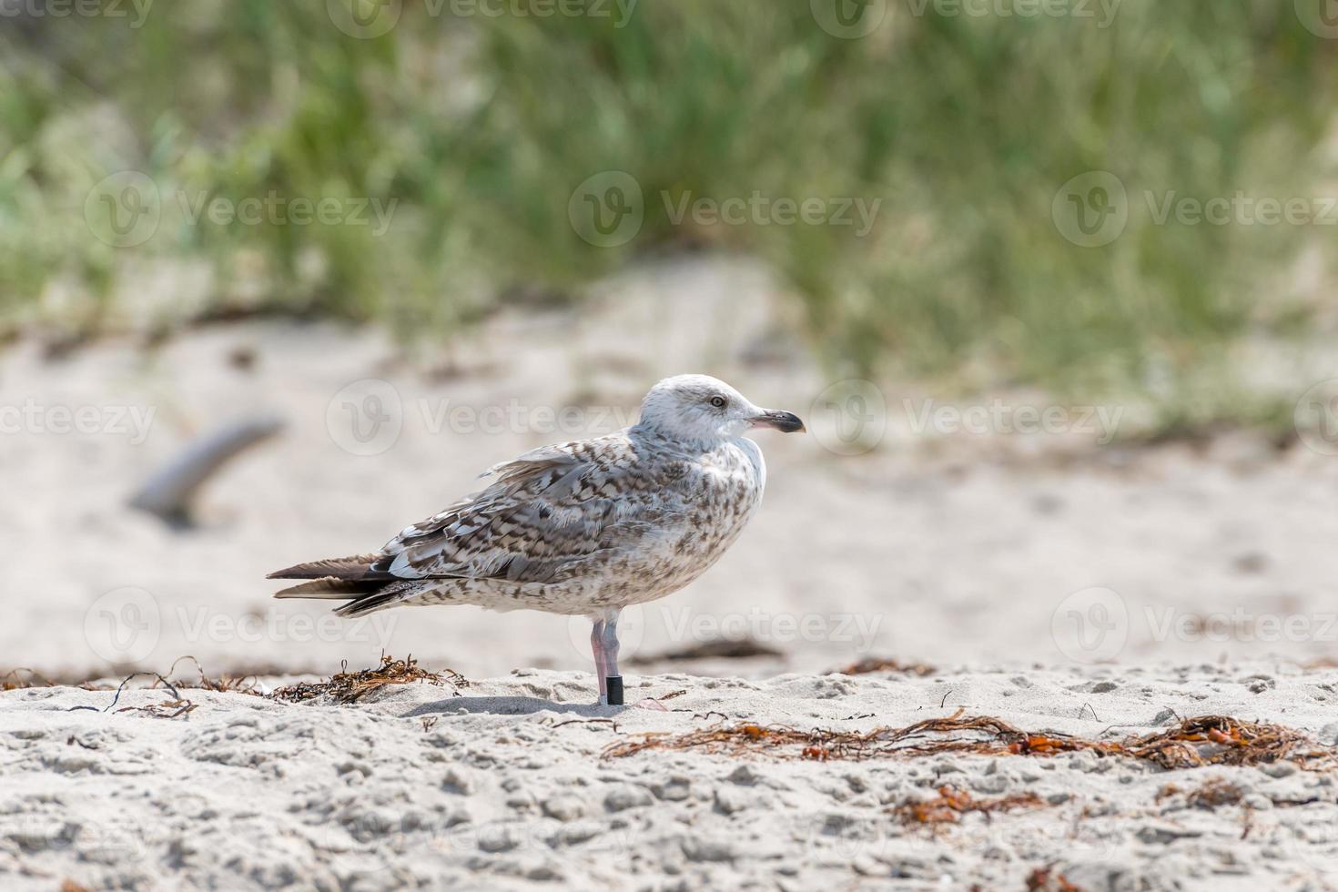 Jeune mouette annelée se dresse dans le sable en face d'une dune photo