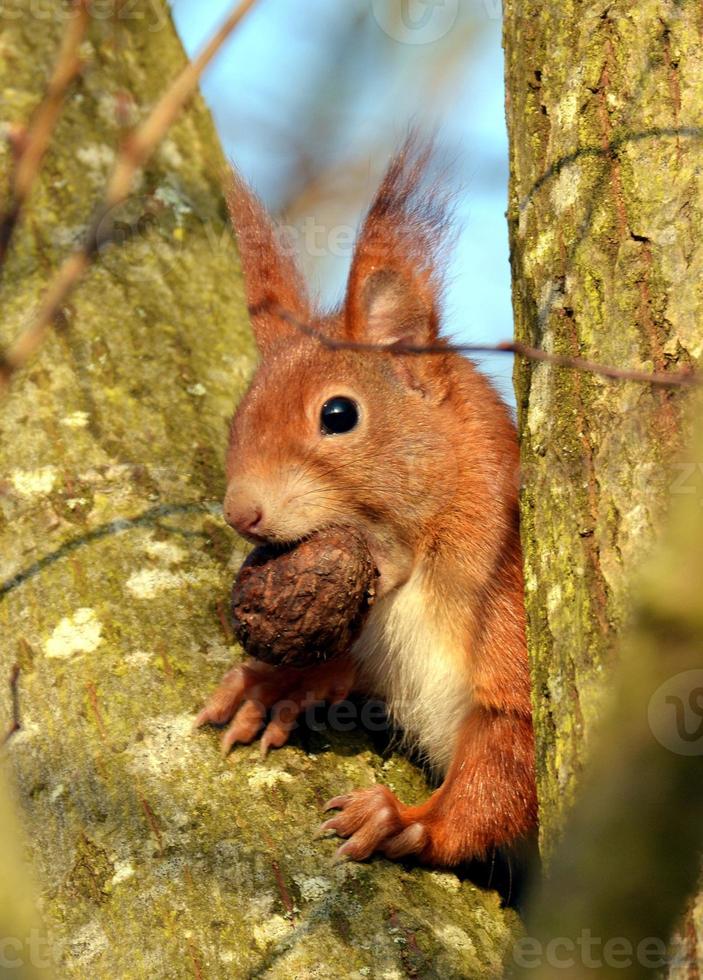 L'écureuil est assis avec un écrou dans sa bouche dans une fourche de branche photo