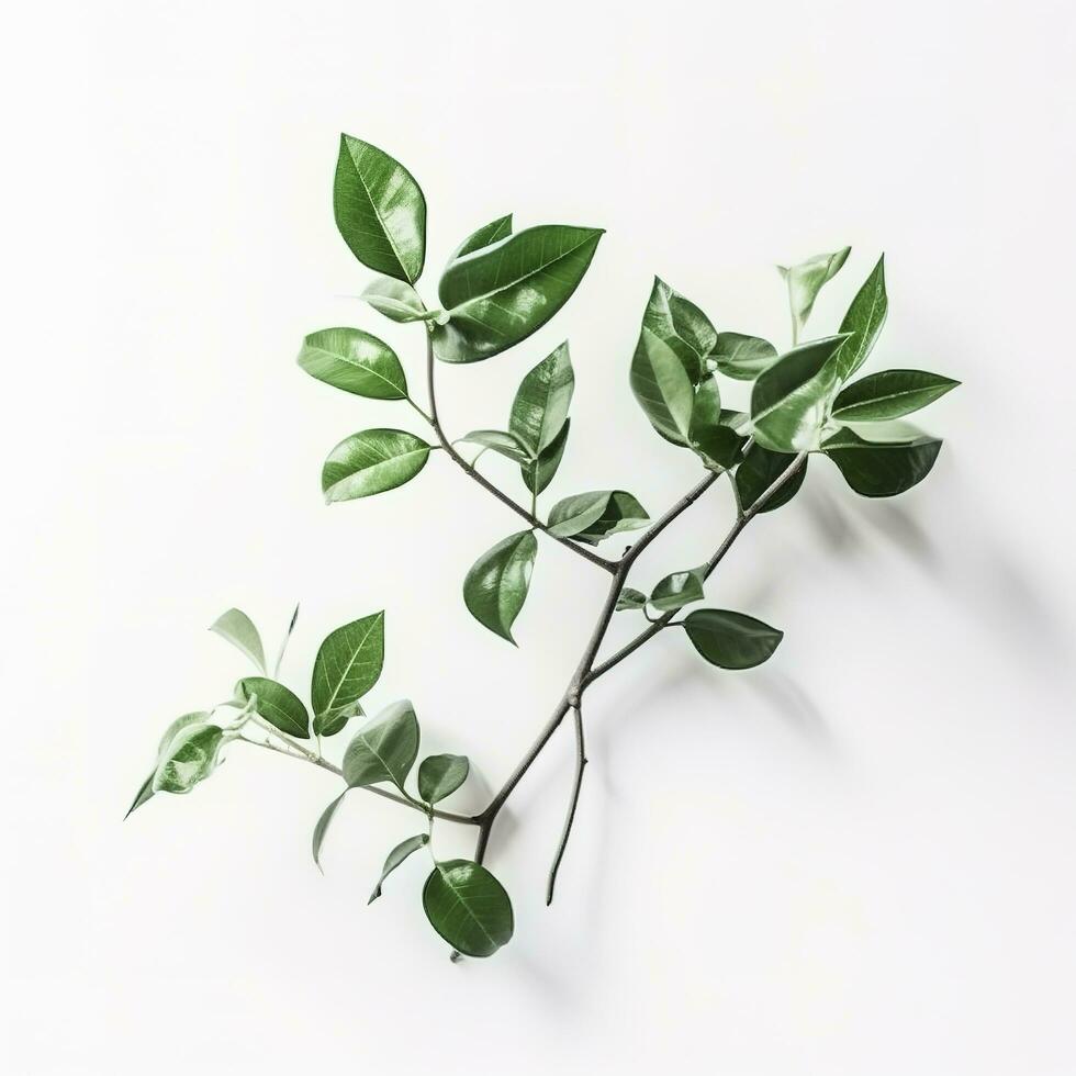 vert vivant plante branche sur blanc arrière-plan, produire ai photo