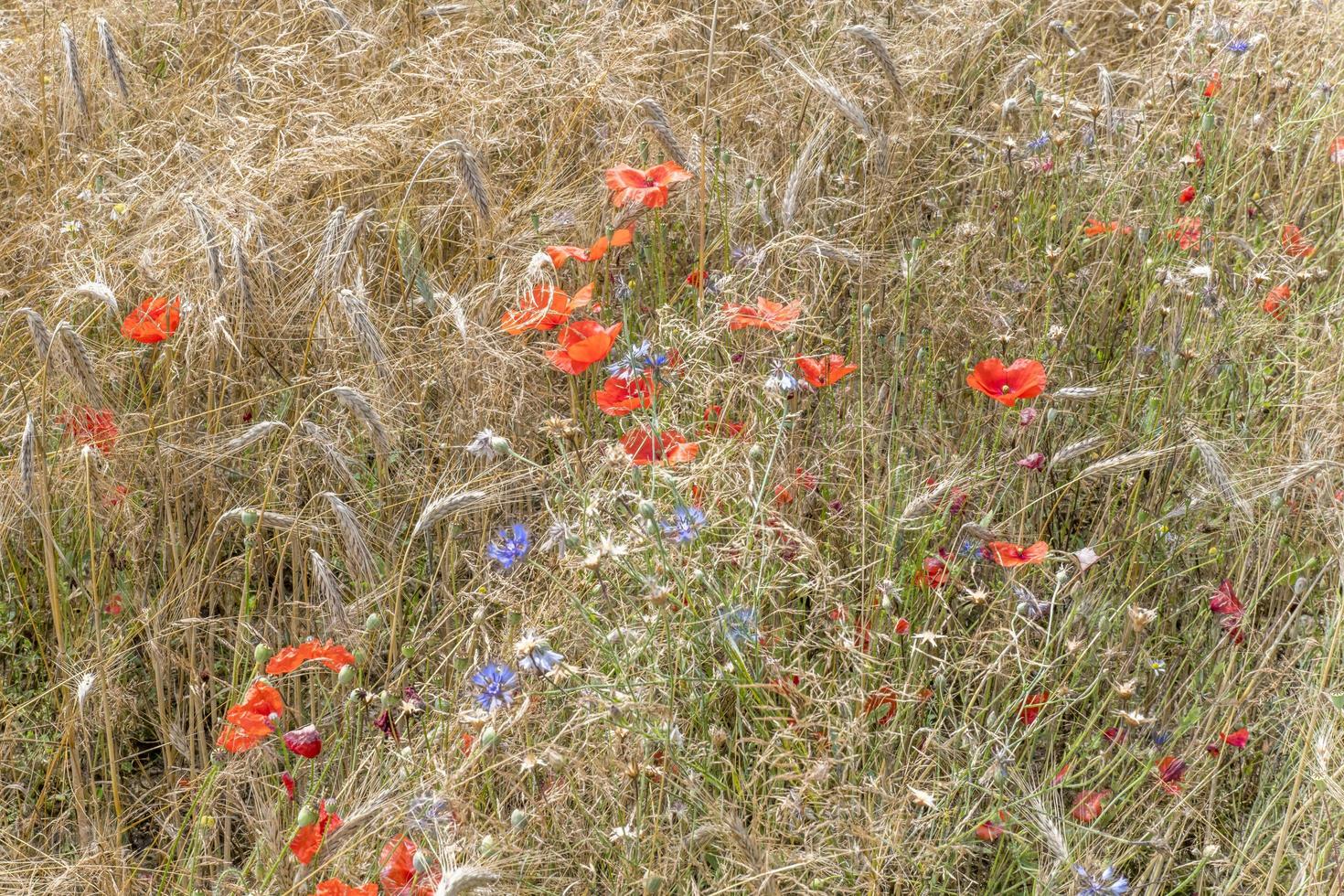 Épis de blé avec bleuets bleus et pavot rouge avant la récolte en arrière-plan photo