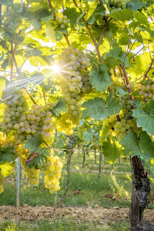 Les raisins jaunes mûrs pendent dans le rétroéclairage direct du soleil sur la brousse photo