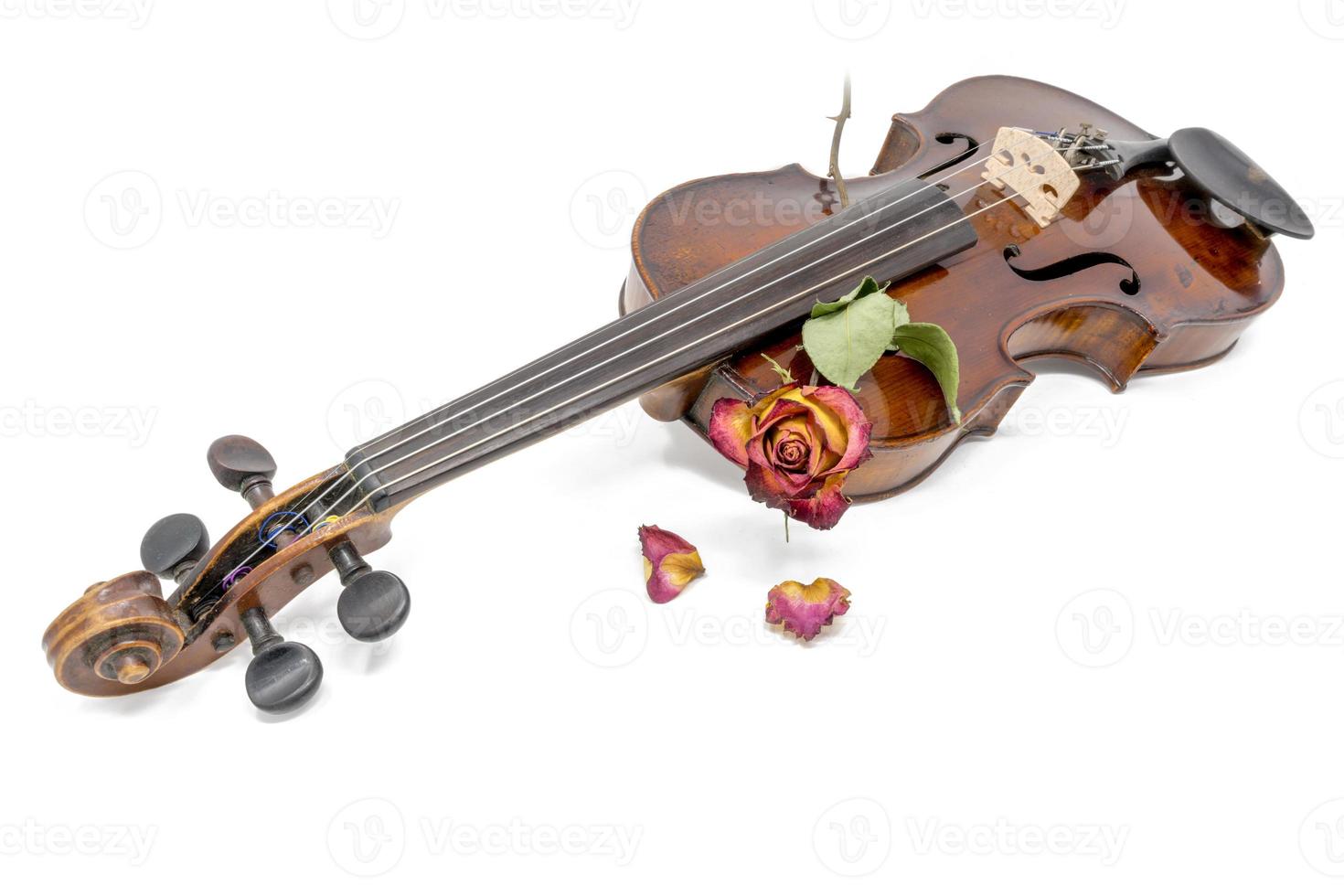 Vieux violon brillant avec fleur de rose jaune rouge flétrie photo