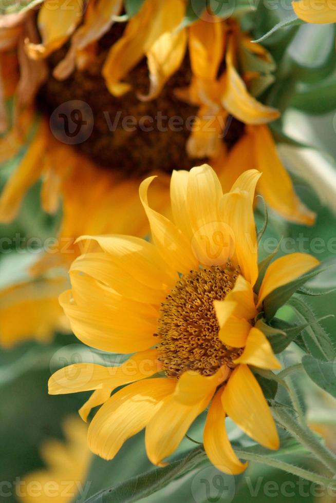 Photo gros plan de fleur pétale jaune