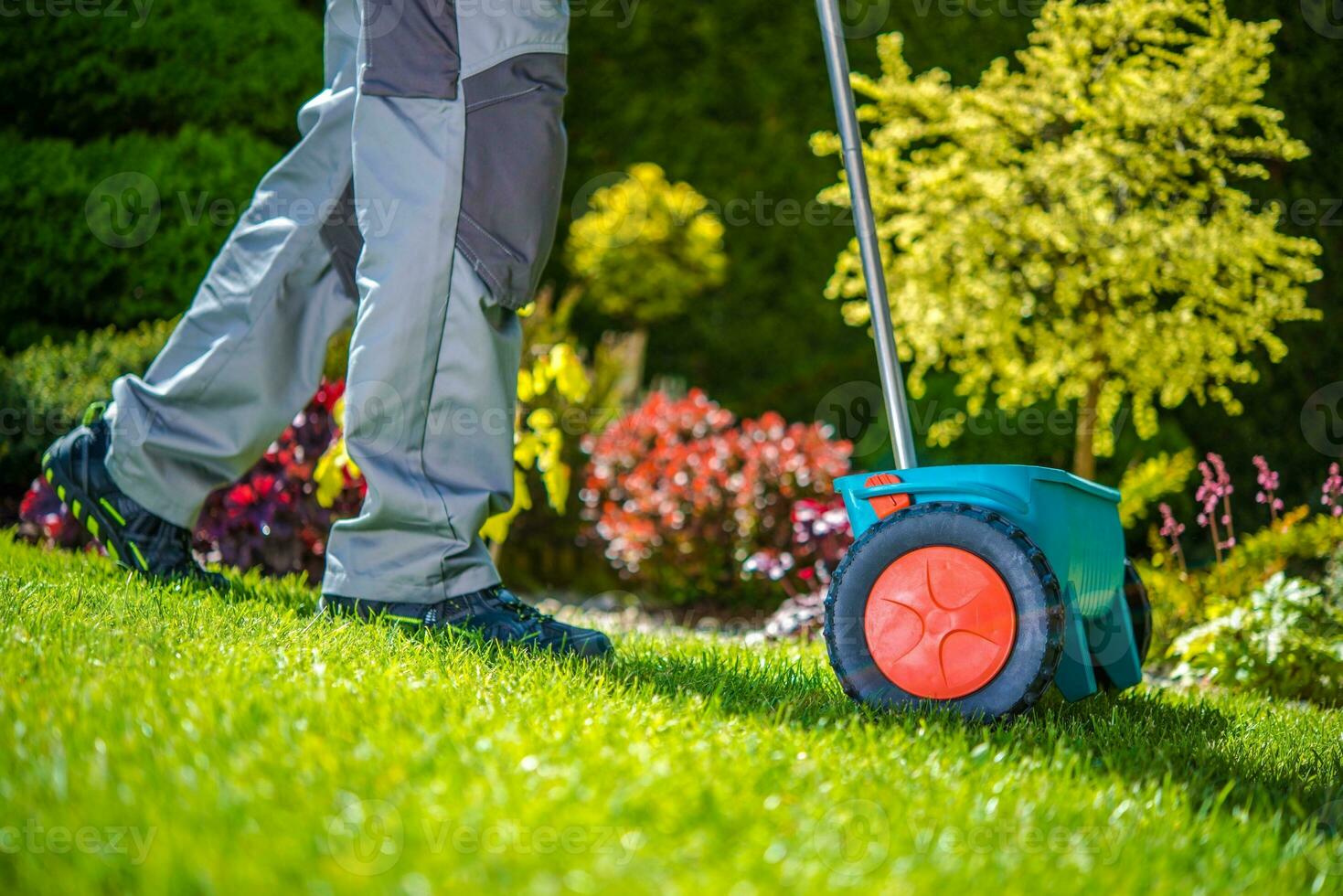 herbe semis dans le jardin photo