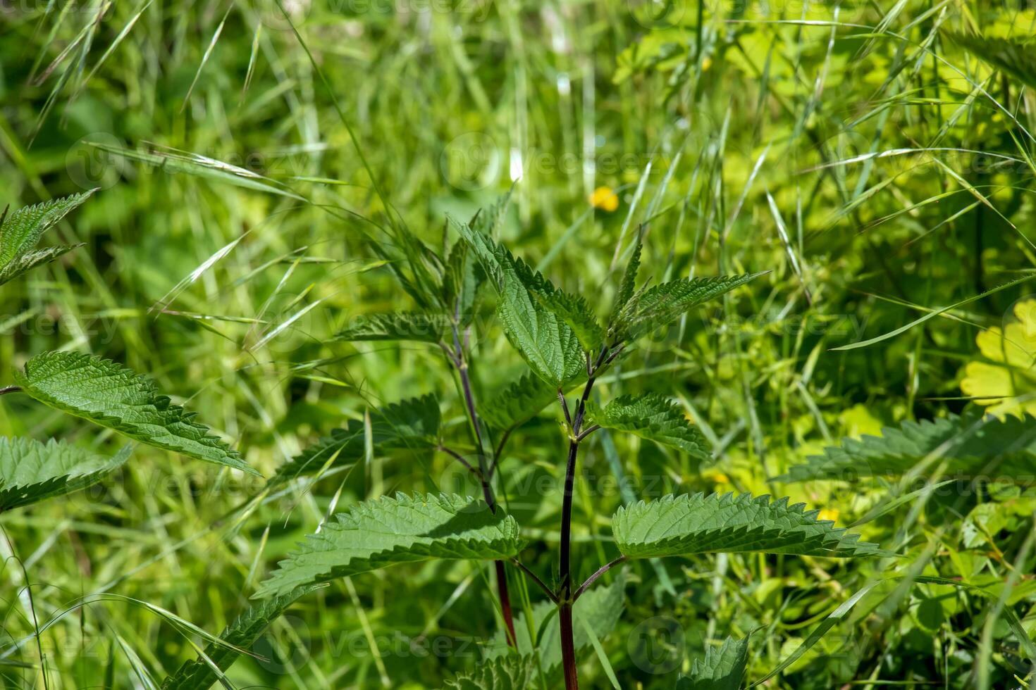 ortie dans le champ. vert Naturel Contexte avec doux bokeh. le Latin Nom pour le ortie est urtica dioica l. photo