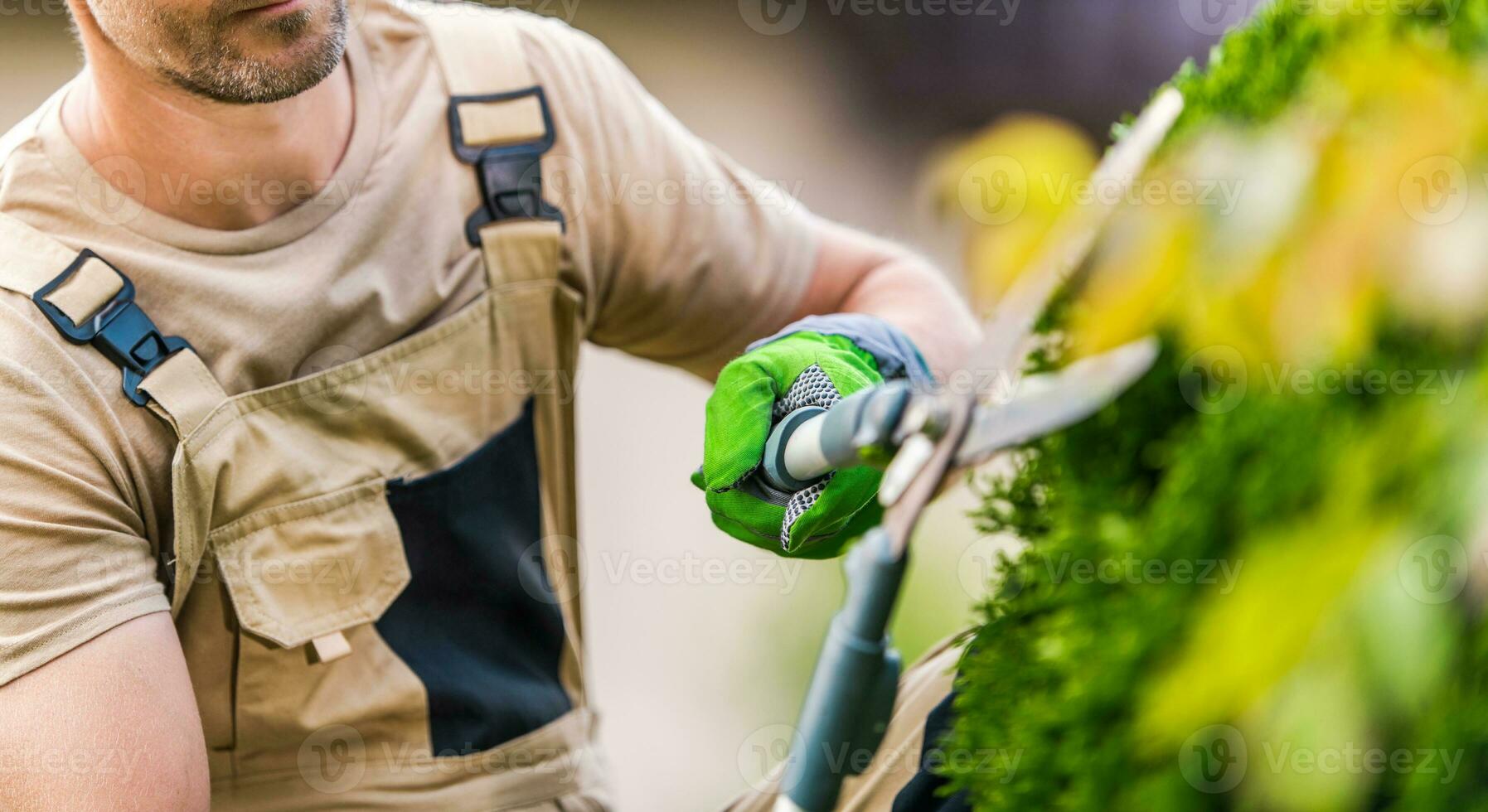 jardinier à la recherche après arbustes photo