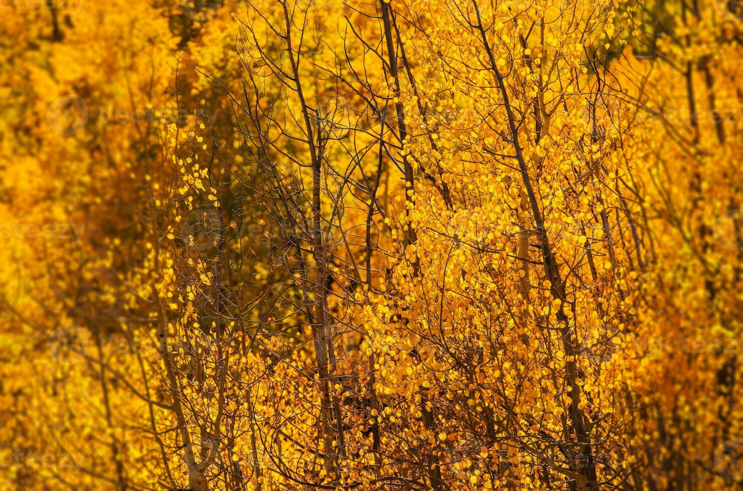 Jaune tremble des arbres photo