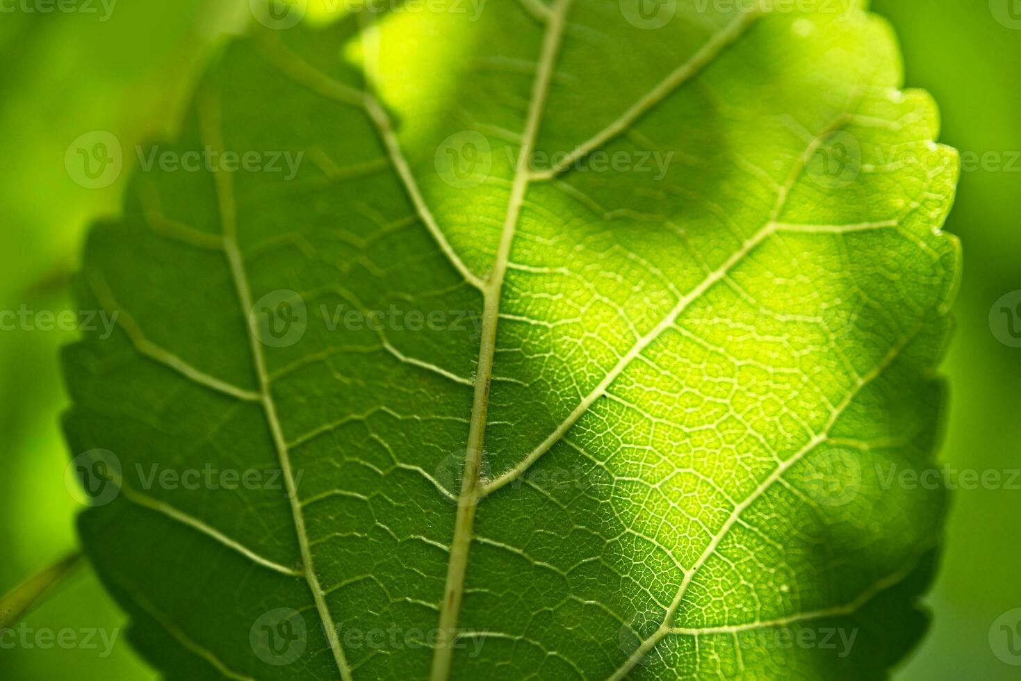 vert été feuille photo