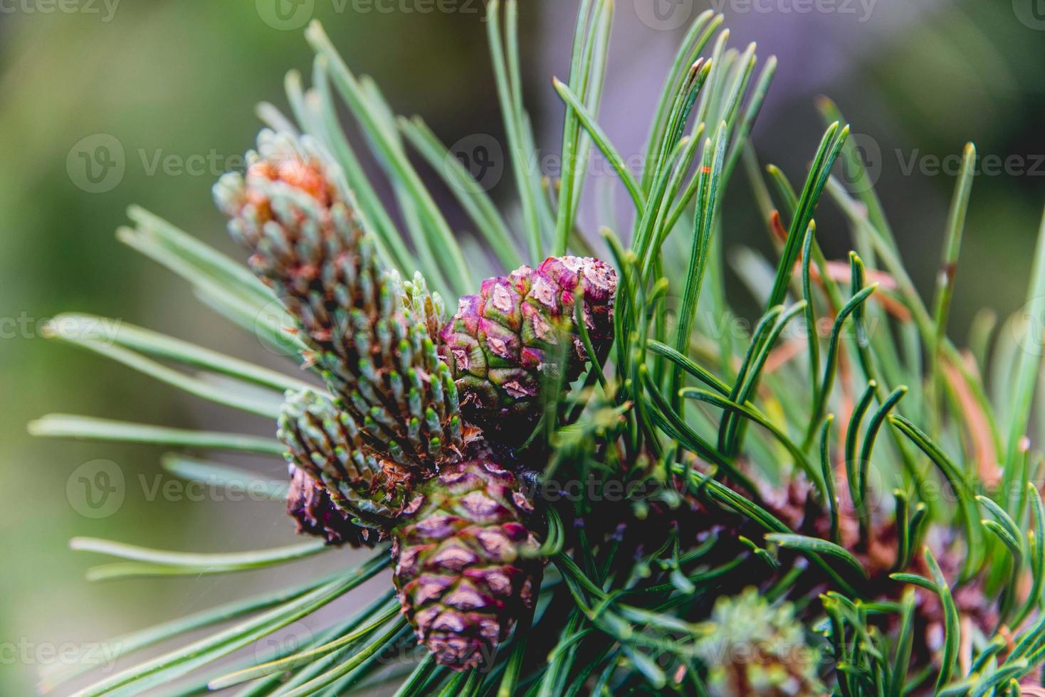 pomme de pin sauvage photo