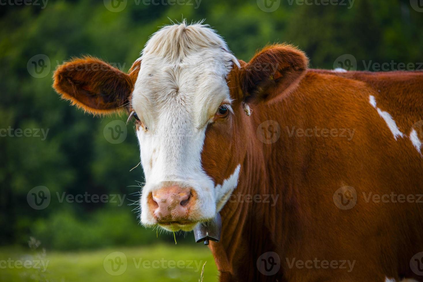 vache à monte altissimo photo