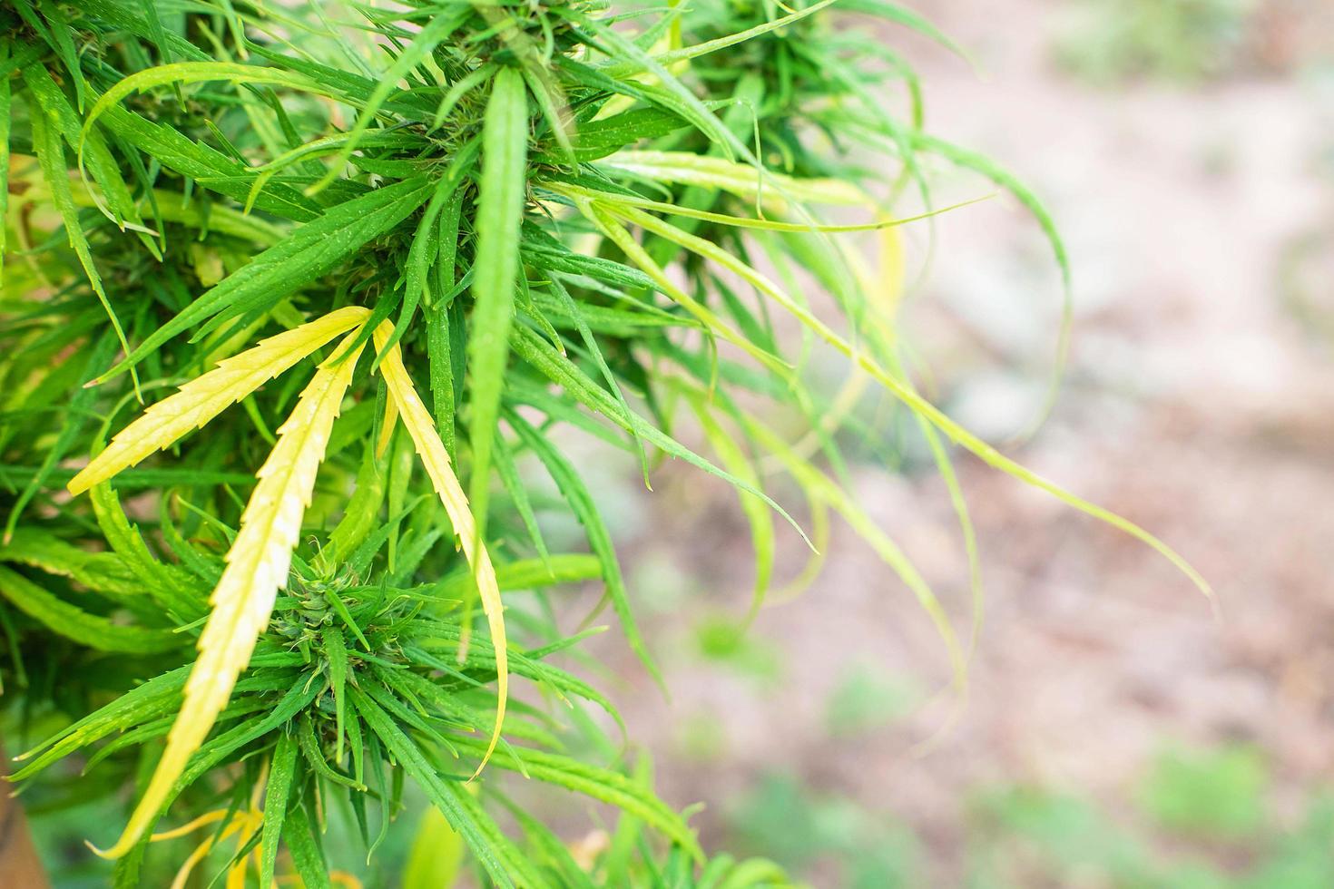 Herbes de marijuana de feuilles fraîches de l'arbre photo