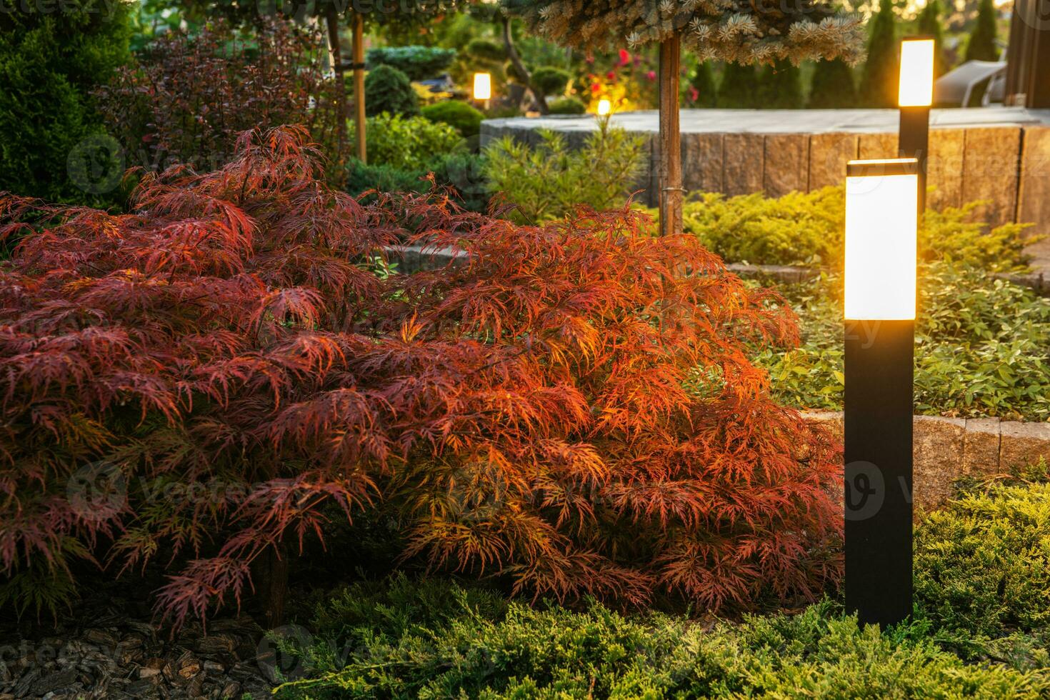 rouge érable arbuste éclairé par jardin lampe photo