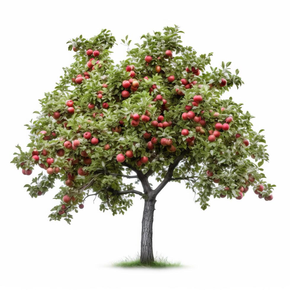 Pomme arbre isolé. illustration ai génératif photo