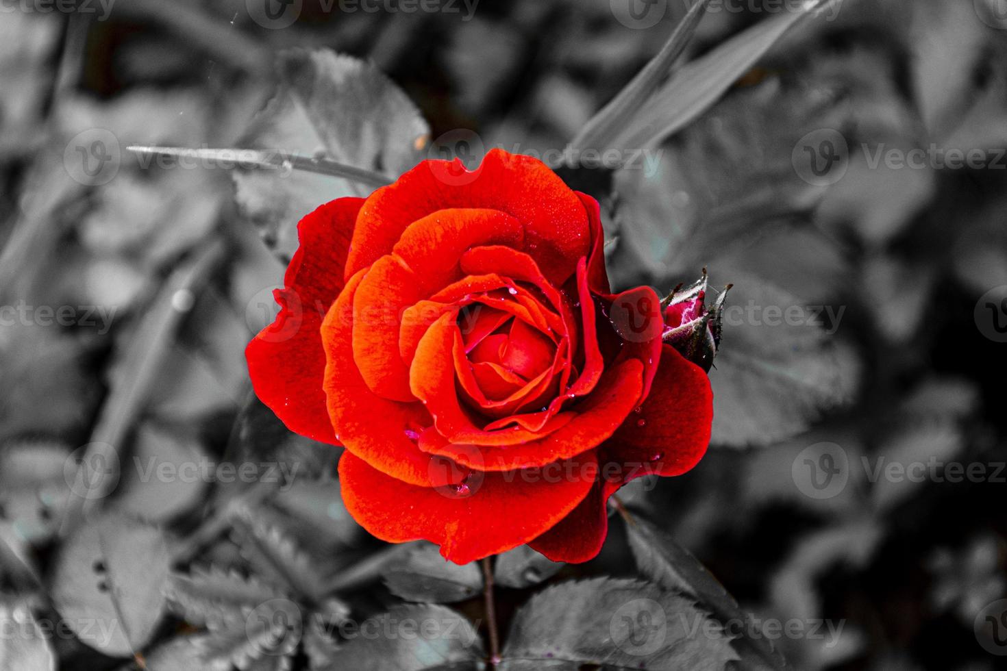 rose rouge dans un environnement noir et blanc photo