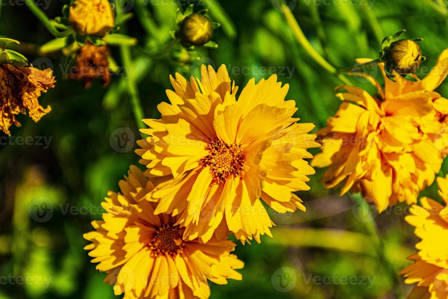 fleurs printanières jaunes photo