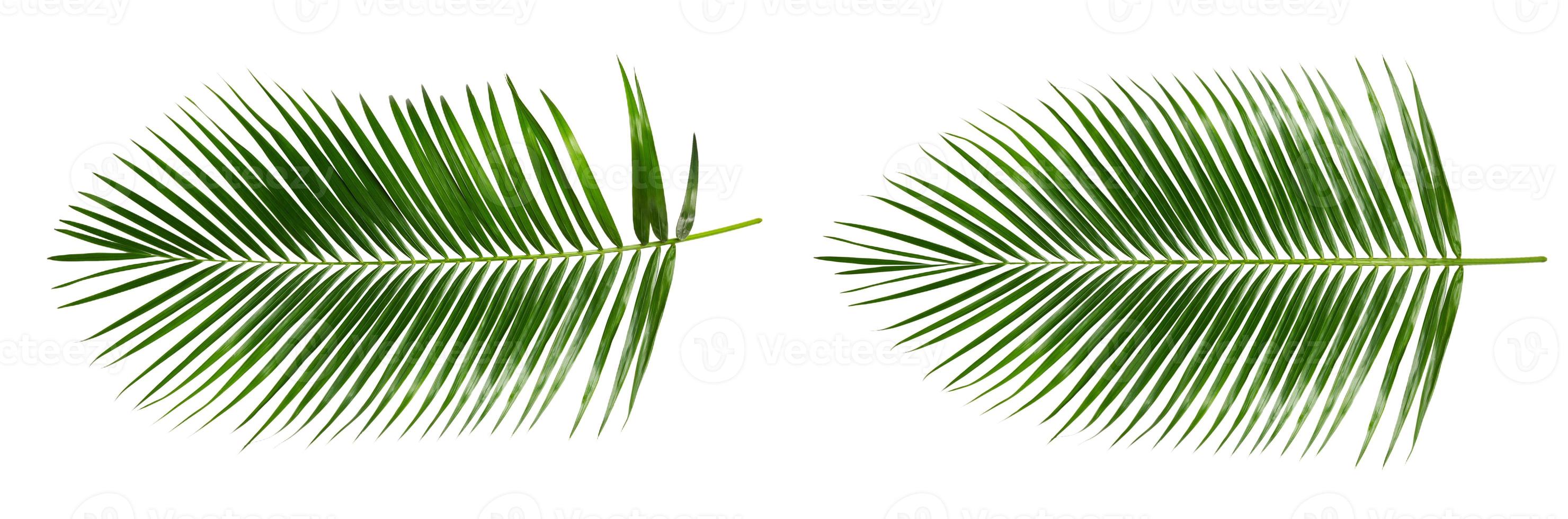 feuilles de palmier isolées photo