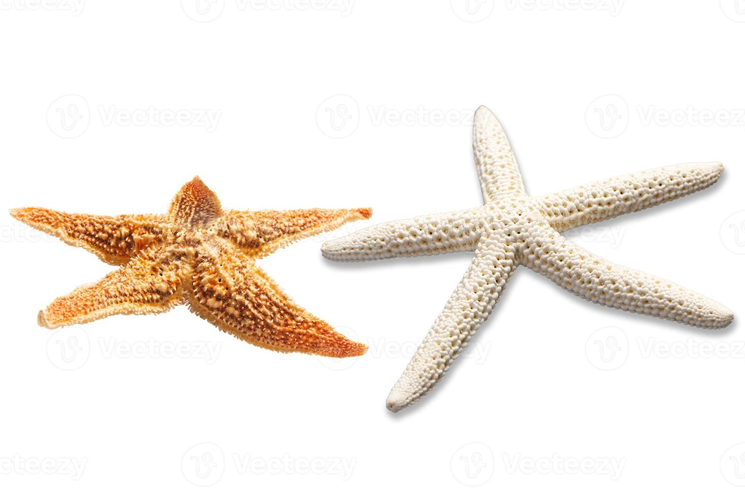 étoile de mer isolé sur blanc photo