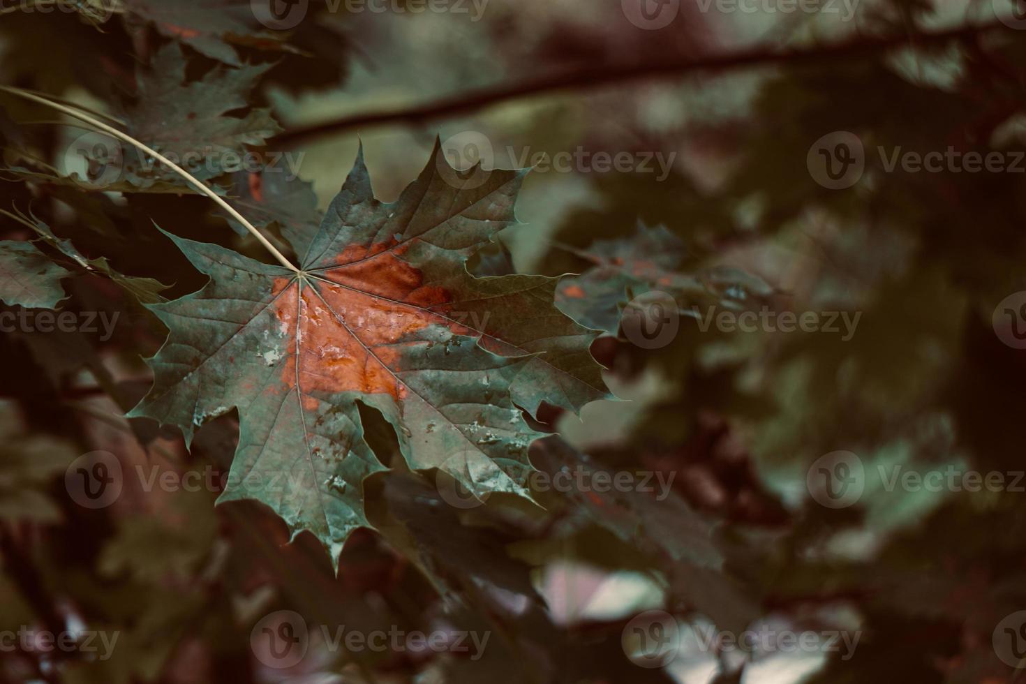 les feuilles des arbres verts au printemps photo