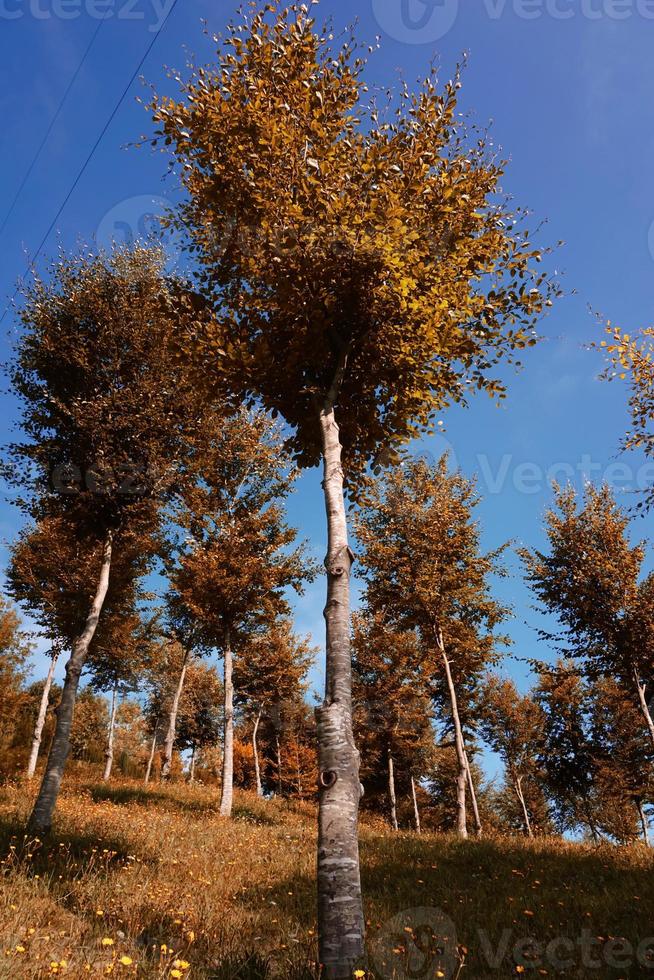 arbres dans la montagne en automne photo