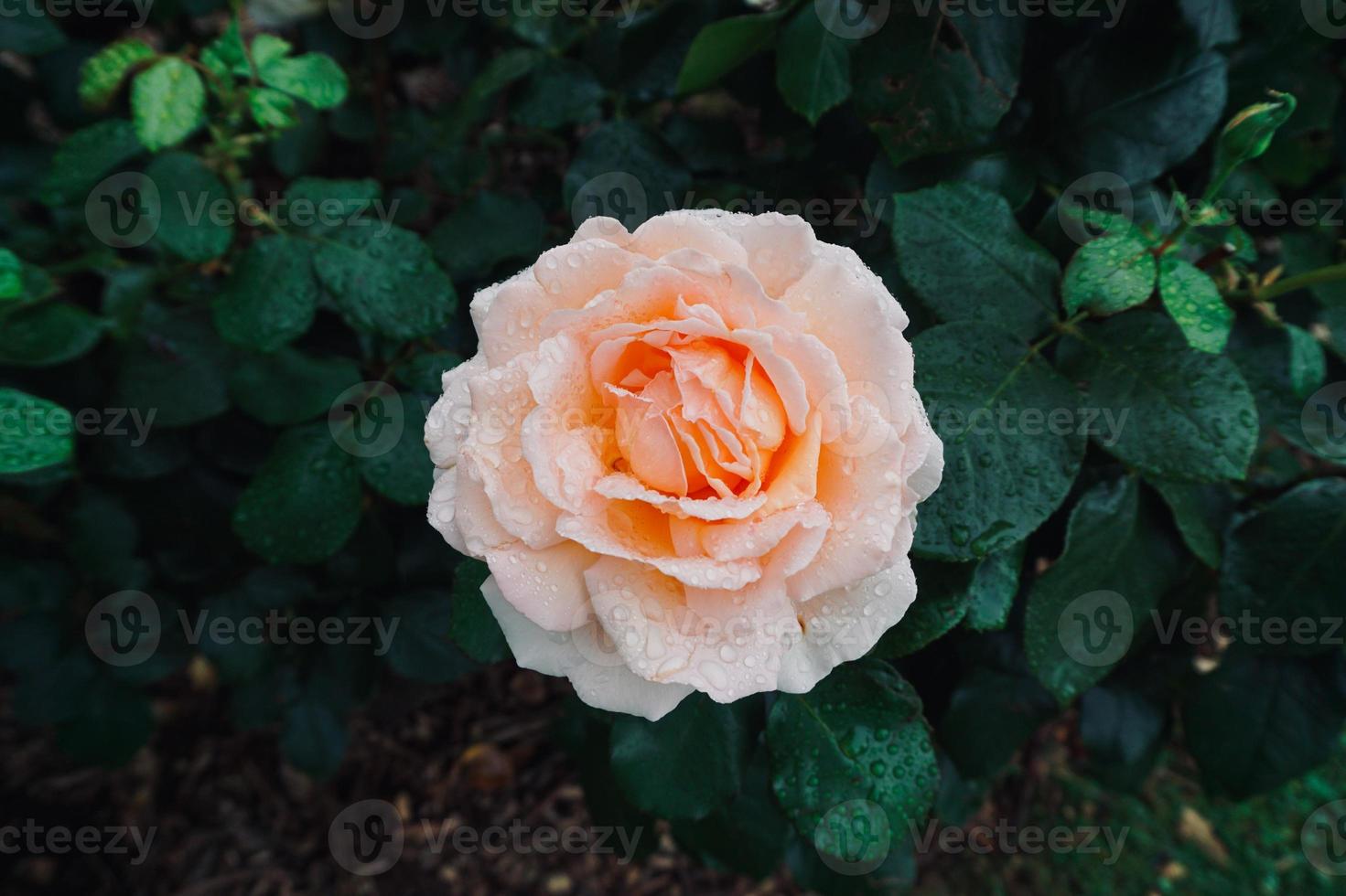 fleur rose rose romantique pour la saint valentin photo