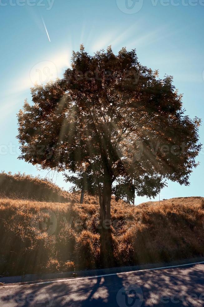 route avec des arbres verts en montagne photo