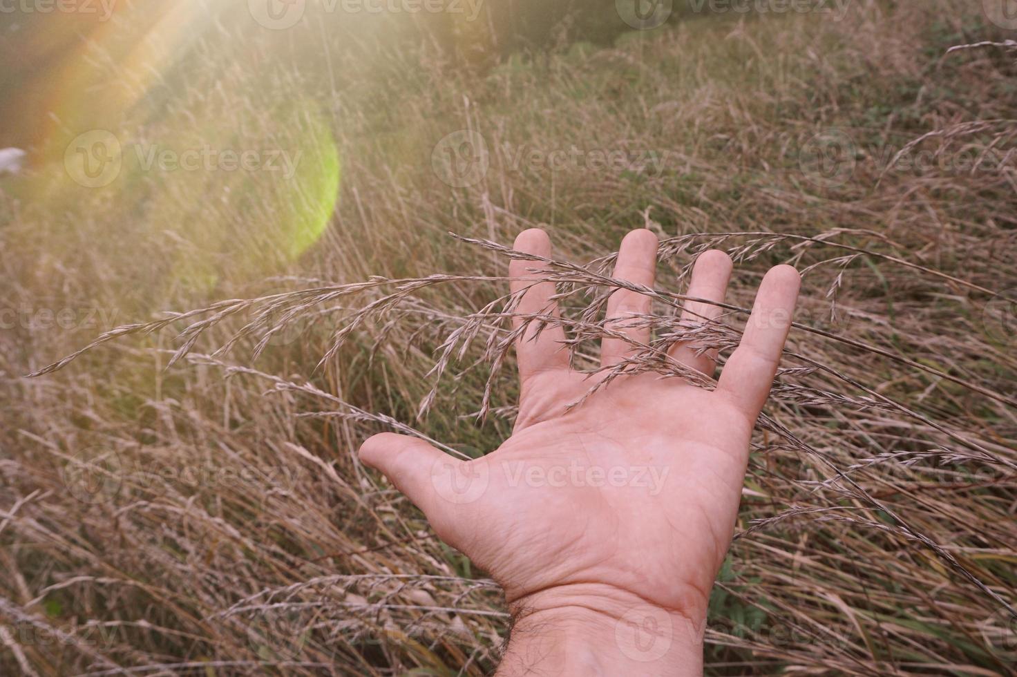 main touchant les plantes photo