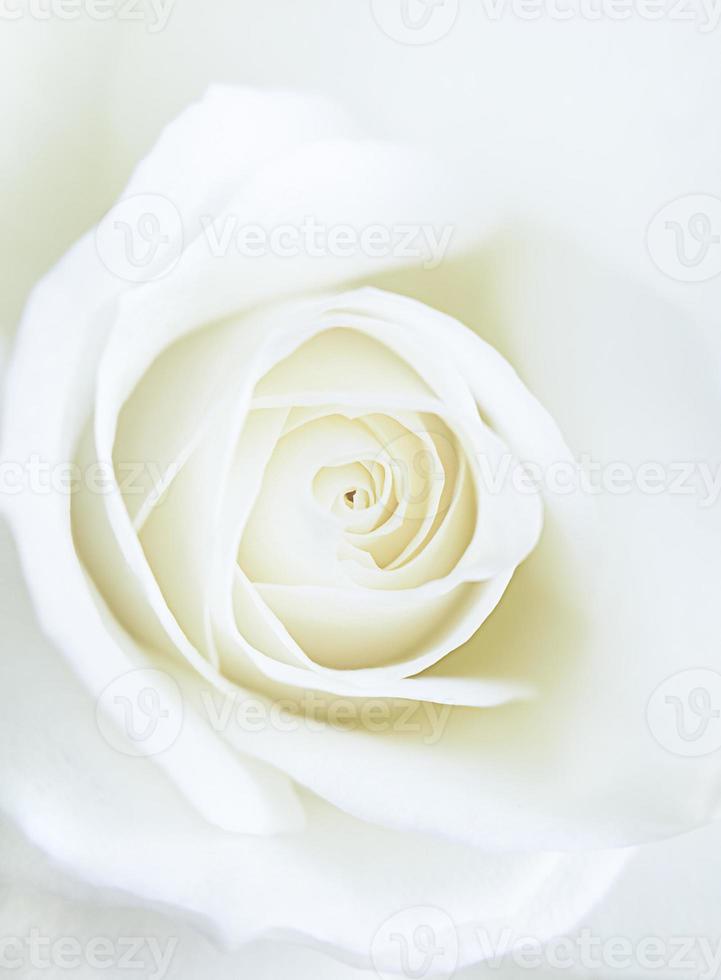 rose blanche photo macro verticale fond naturel