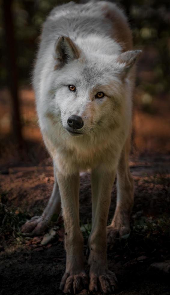 loup arctique au zoo photo