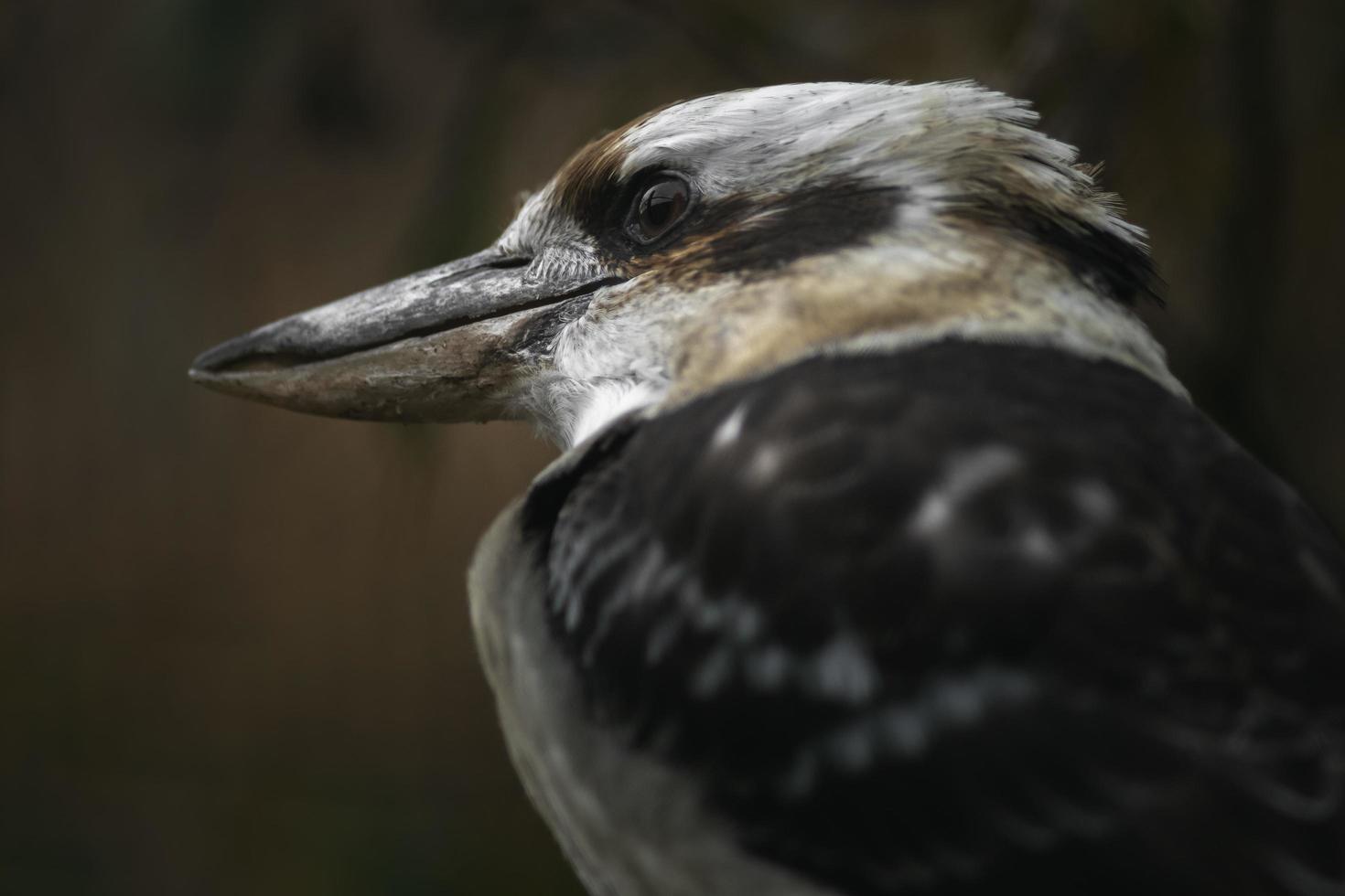 portrait de rire kookaburra photo