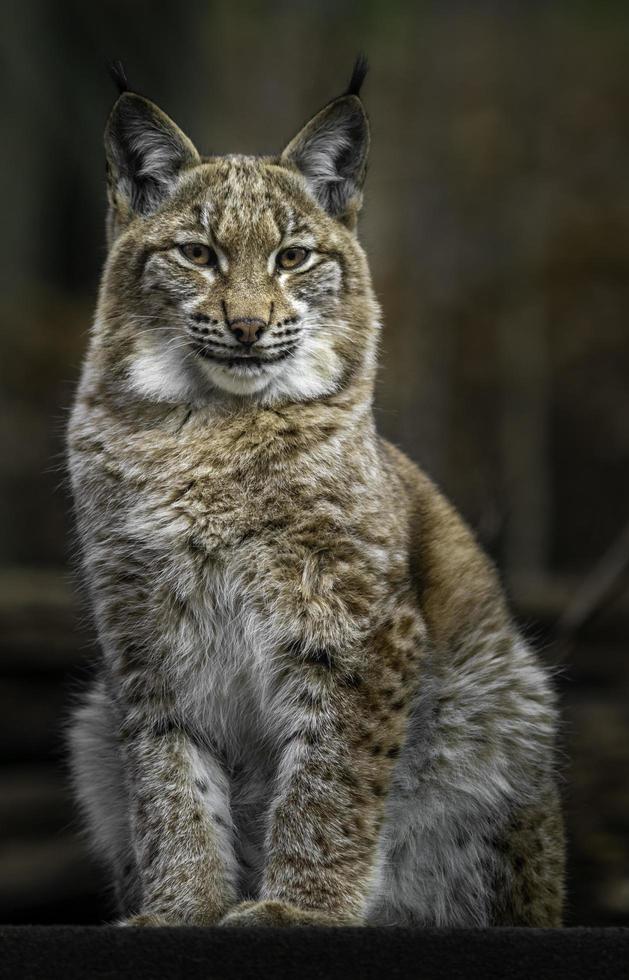 Portrait de lynx eurasien photo