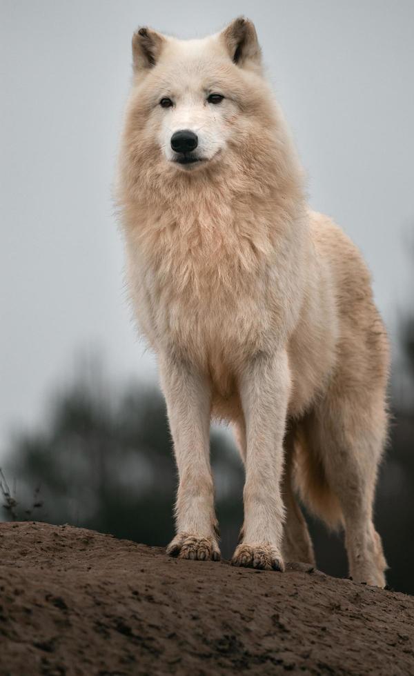 portrait de loup arctique photo