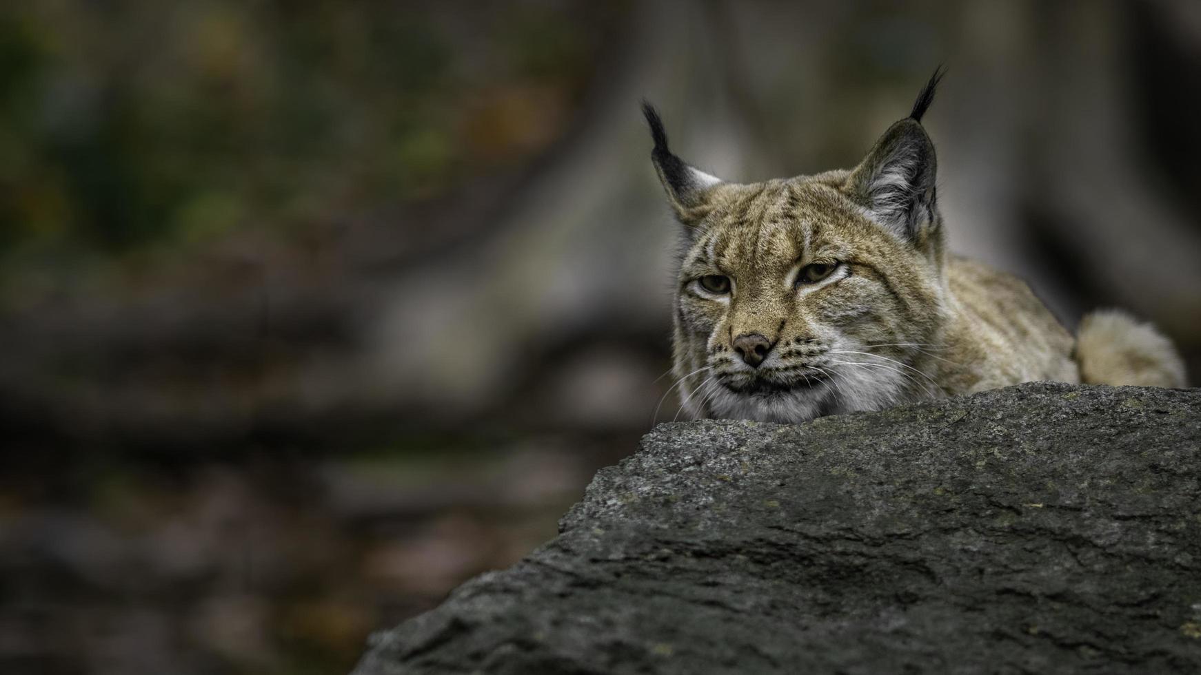 Portrait de lynx eurasien photo