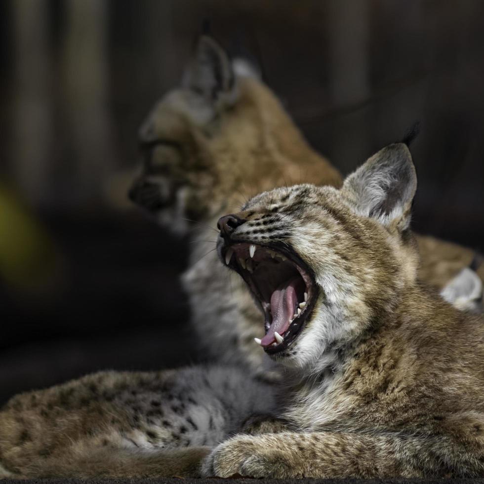 Portrait de lynx eurasien photo